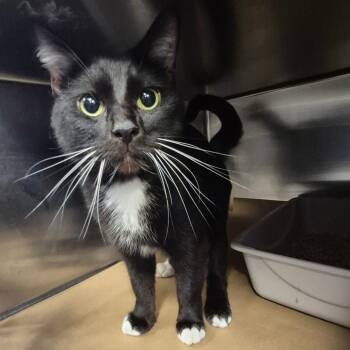 Isaac -  Domestic Short Hair Cat for Adoption in Lake Panasoffkee, Florida - Isaac | PetCurious