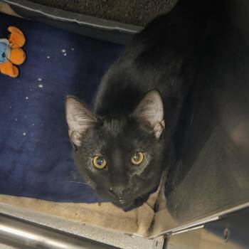 Scarecrow -  Domestic Short Hair Cat for Adoption in Oak Brook, Illinois - Scarecrow | PetCurious
