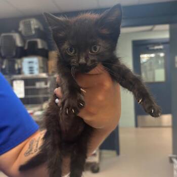 Big Boss -  Domestic Short Hair Cat for Adoption in Newark, New Jersey - Big Boss | PetCurious
