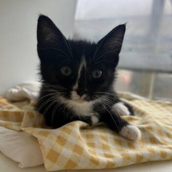 Domestic Short Hair Cats Available for Adoption in Chattanooga, Tennessee - Dot | PetCurious