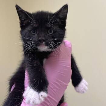 Maeve -  Domestic Short Hair Cat for Adoption in Wilmington, Delaware - Maeve | PetCurious