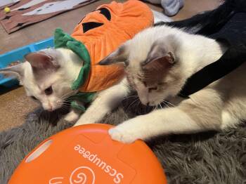 Rescue Siamese and Tabby Cats for Adoption in Greater Northdale, Florida - Beckley | PetCurious