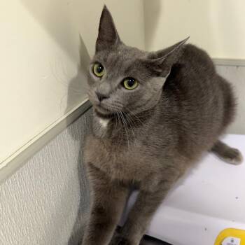 Bao -  Domestic Short Hair Cat for Adoption in Tampa, Florida - Bao | PetCurious