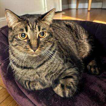Bert The Chimney Sweep -  Tabby and Domestic Short Hair Cat for Adoption in Dallas, Texas - Bert The Chimney Sweep | PetCurious