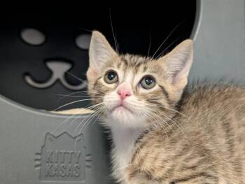 A887011 -  Domestic Short Hair Cat for Adoption in Camarillo, California - A887011 | PetCurious