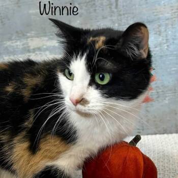 Rescue Domestic Short Hair Cats for Adoption in Parkersburg, West Virginia - Winnie | PetCurious