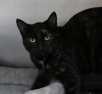 Rescue Domestic Short Hair Cats for Adoption in Brunswick, Georgia - Whatchamacallit | PetCurious