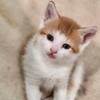 Domestic Short Hair Cats Available for Adoption in Bel Air, Maryland - Peep | PetCurious