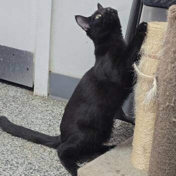 Rescue Domestic Short Hair Cats for Adoption in Denver, Colorado - Garbanzo | PetCurious