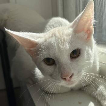 Bullseye -  Domestic Short Hair Cat for Adoption in Gloucester, Virginia - Bullseye | PetCurious
