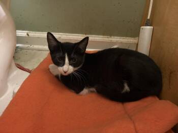 Fortitude -  Domestic Short Hair Cat for Adoption in Powder Springs, Georgia - Fortitude | PetCurious