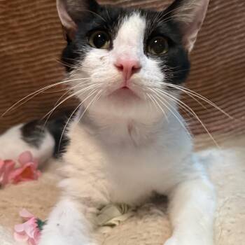 Domestic Short Hair Cats Available for Adoption in Ocean Springs, Mississippi - Cognac - The Wobbly Kitty | PetCurious