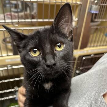 Dubette -  Domestic Short Hair Cat for Adoption in Spokane, Washington - Dubette | PetCurious