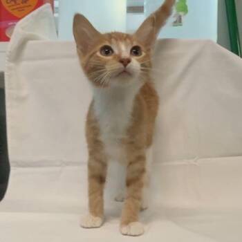 Sketch -  American Shorthair Cat for Adoption in Freeport, Florida - Sketch | PetCurious