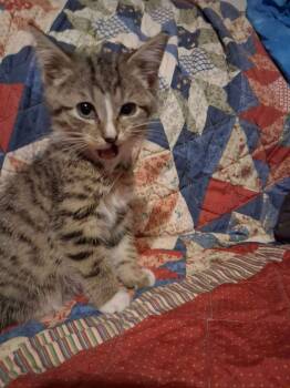 Rescue Domestic Short Hair Cats for Adoption in Hillsboro, Ohio - Longleaf Pine | PetCurious