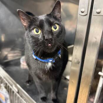 Domestic Short Hair Cats Available for Adoption in Bridgeville, Pennsylvania - Vader | PetCurious