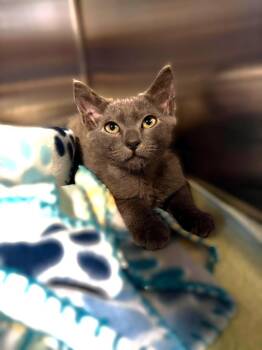 Zammy -  Domestic Short Hair Cat for Adoption in Sebastian, Florida - Zammy | PetCurious