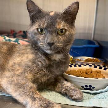 Twitch -  Domestic Short Hair Cat for Adoption in Concord, New Hampshire - Twitch | PetCurious