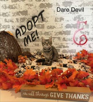 Rescue Domestic Short Hair Cats for Adoption in San Tan Valley, Arizona - Dare Devil | PetCurious