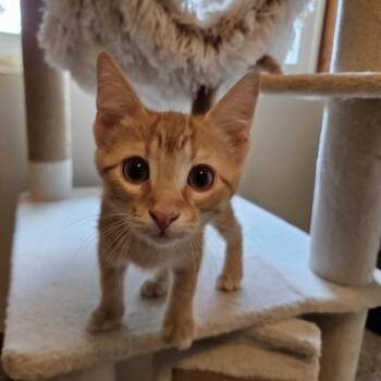 Miss Butterscotch -  Domestic Short Hair Cat for Adoption in Menasha, Wisconsin - Miss Butterscotch | PetCurious
