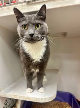 Rescue Domestic Short Hair Cats for Adoption in Johnson City, Tennessee - Luna (stoneridge) | PetCurious
