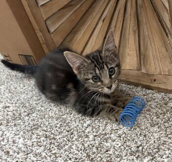 Alex -  Domestic Short Hair Cat for Adoption in Anna, Texas - Alex | PetCurious