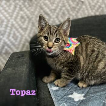 Rescue Domestic Short Hair Cats for Adoption in Carmel, Indiana - Topaz | PetCurious