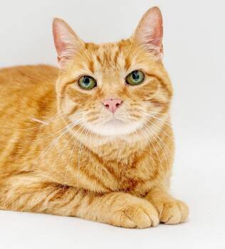 Pip pip hooray - our young senior LIVING PILLOW PET - therapy ca -  Tabby Cat for Adoption in Bedford Hills, New York - Pip Pip Hooray - Our Young Senior LIVING PILLOW PET - Therapy Ca | PetCurious