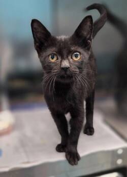 Truffle -  Domestic Short Hair Cat for Adoption in Westland, Michigan - Truffle | PetCurious