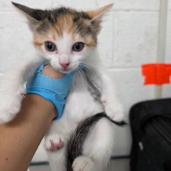 Sam -  Domestic Medium Hair Cat for Adoption in Edinburg, Texas - Sam | PetCurious