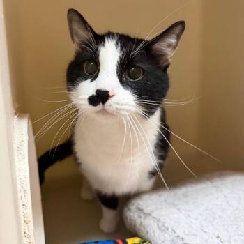Camel -  Domestic Short Hair Cat for Adoption in Madison, Wisconsin - Camel | PetCurious