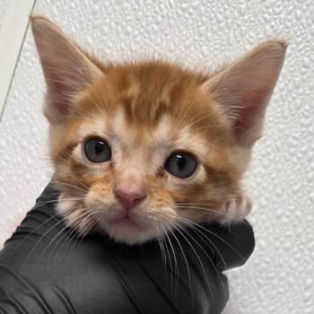 Domestic Short Hair Cats Available for Adoption in Abilene, Texas - Fireball | PetCurious