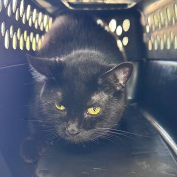 Mandril -  Domestic Short Hair Cat for Adoption in Chicago, Illinois - Mandril | PetCurious