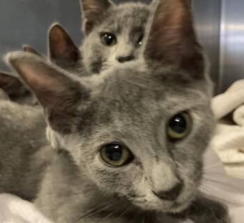 Toby -  Domestic Short Hair Cat for Adoption in Parma, Ohio - Toby | PetCurious