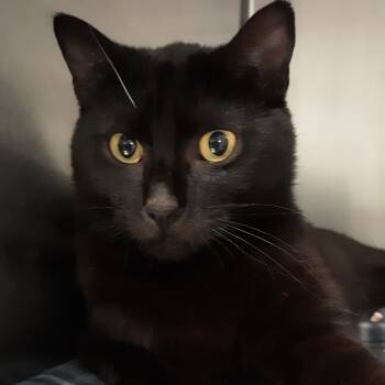 Domestic Short Hair Cats Available for Adoption in Spokane, Washington - Alex | PetCurious