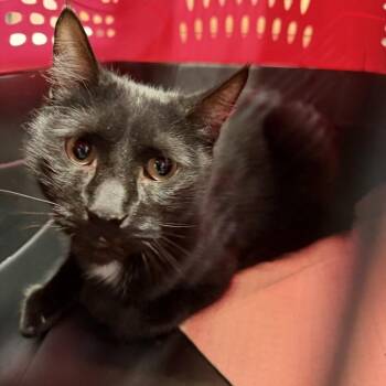 Do-Little -  Domestic Short Hair Cat for Adoption in New York, New York - Do-Little | PetCurious