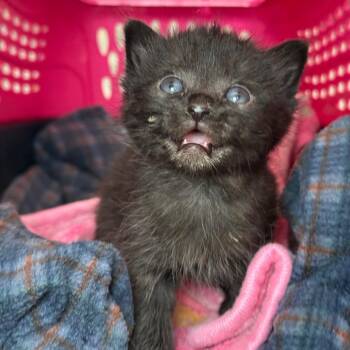 Domestic Short Hair Cats Available for Adoption in Asheville, North Carolina - Queso | PetCurious