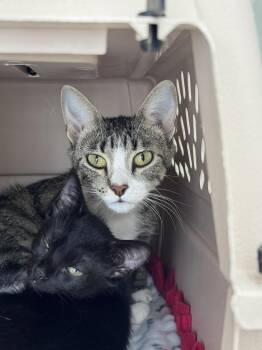 Maverick -  Domestic Short Hair Cat for Adoption in Saint Paul, Minnesota - Maverick | PetCurious