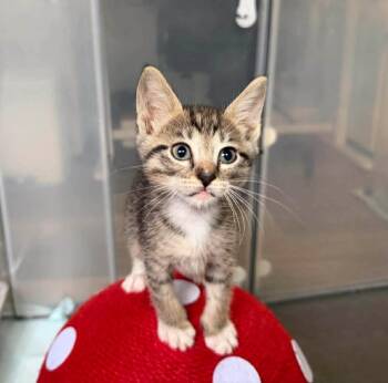Rocky Road -  Tabby and Domestic Short Hair Cat Available for Adoption in Laguna Niguel, California - Rocky Road | PetCurious
