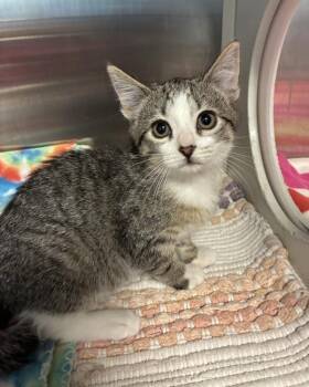 Tail Tucked (with Sister Rosetta) -  Domestic Short Hair Cat for Adoption in Richmond, Virginia - Tail Tucked (with Sister Rosetta) | PetCurious