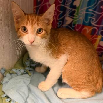 Mr. Thicknose -  Domestic Short Hair Cat for Adoption - Mr. Thicknose | PetCurious
