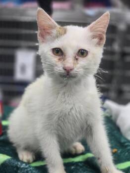 Bobby Brite -  Domestic Short Hair Cat for Adoption in Danielsville, Georgia - Bobby Brite | PetCurious