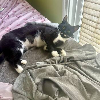 Nori -  Domestic Short Hair Cat for Adoption in Richmond, Virginia - Nori | PetCurious