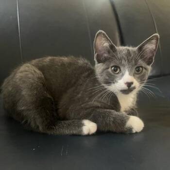 Galinda Upland -  Domestic Short Hair Cat for Adoption in South Burlington, Vermont - Galinda Upland | PetCurious