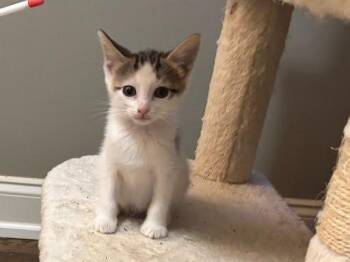 Jolly Rancher -  Domestic Short Hair Cat for Adoption in Raleigh, North Carolina - Jolly Rancher | PetCurious