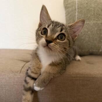 Stinky Pete -  Domestic Short Hair Cat for Adoption in Las Vegas, Nevada - Stinky Pete | PetCurious