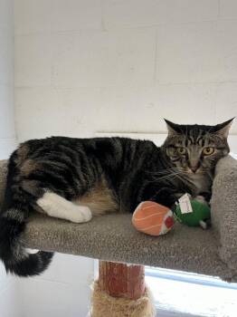 Chai -  Domestic Short Hair Cat for Adoption in Ontario, California - Chai | PetCurious
