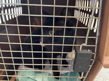 Domestic Short Hair Cats Available for Adoption - A134641 | PetCurious