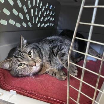 Domestic Short Hair Cats Available for Adoption in East Montpelier, Vermont - Pantera | PetCurious