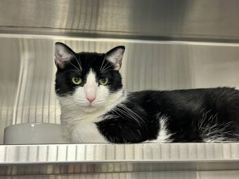 Speedy -  Domestic Short Hair Cat for Adoption in Sudbury, Massachusetts - Speedy | PetCurious